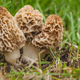 Illustration for article titled Man posts morel mushrooms on Facebook, gets a visit from the cops
